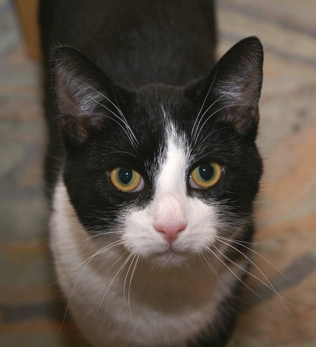 Kater Felix