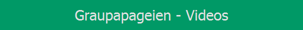 Graupapageien - Videos