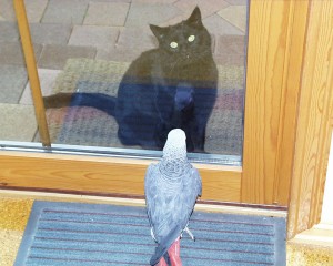 Graupapagei Jonny und Kater Timmy