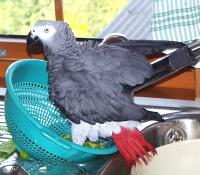 Graupapagei Jonny beim Baden