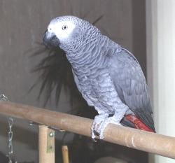 Graupapagei Tacco