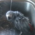 Bitte anklicken, um das Graupapageienvideo herunterzuladen