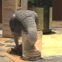 Hier gehts zum Papageien-Video