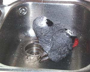 Graupapagei Tacco beim Baden